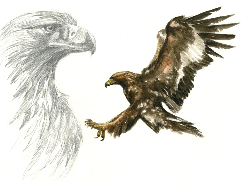 L'aigle