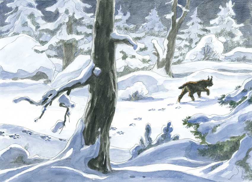 Le lynx en hiver