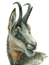 Portrait de chamois