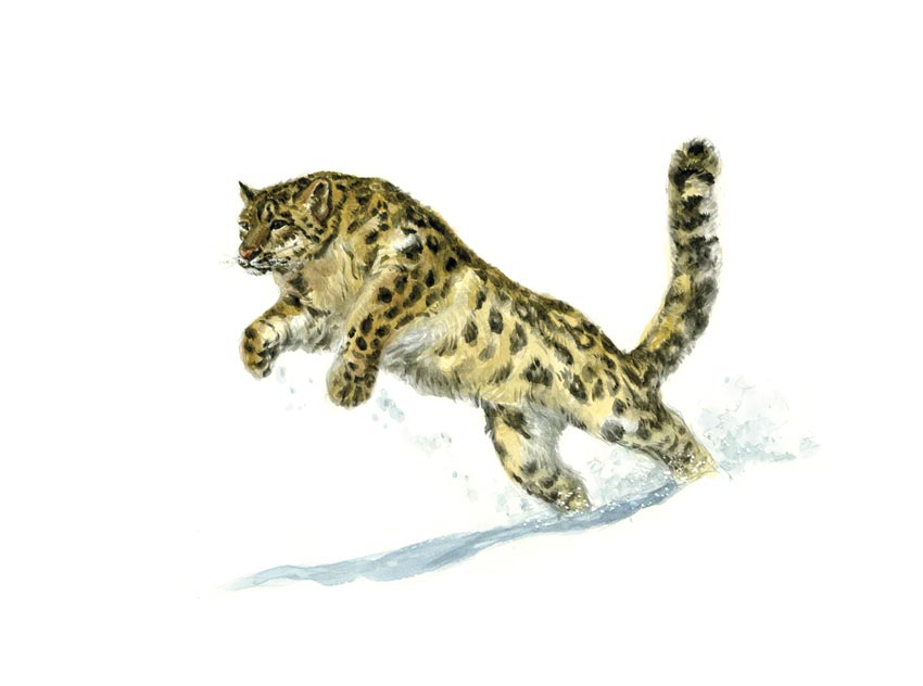 Panthère des neige