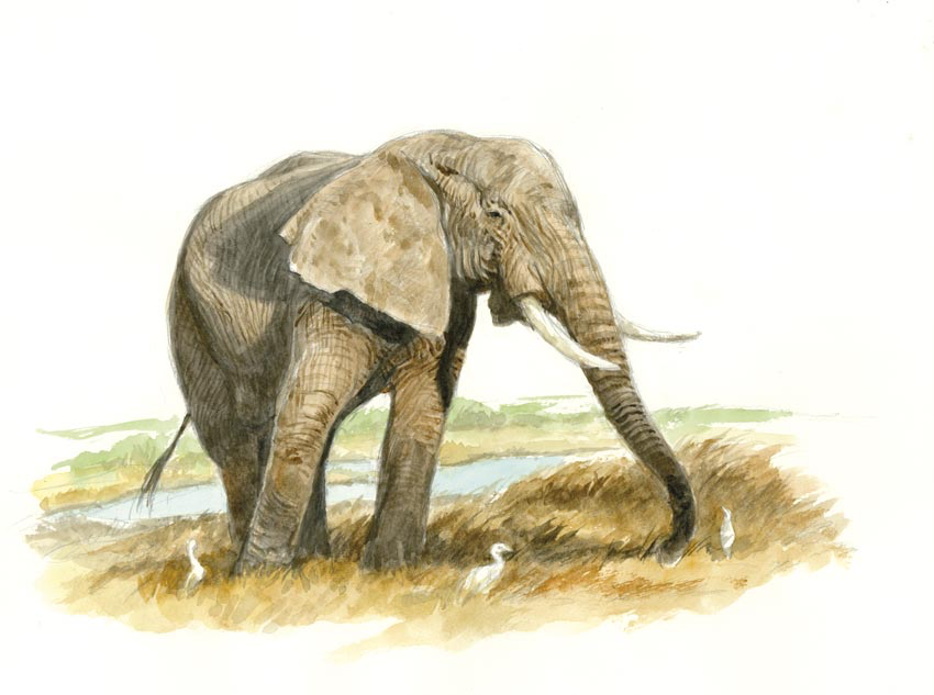 Eléphant d'Afrique