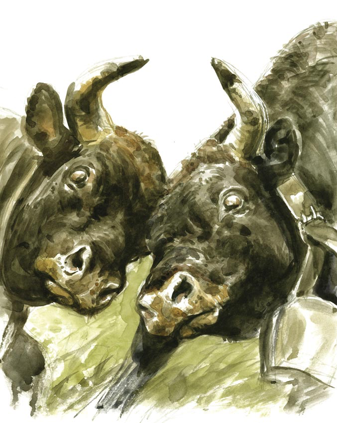 Combat de vaches d'Hérens