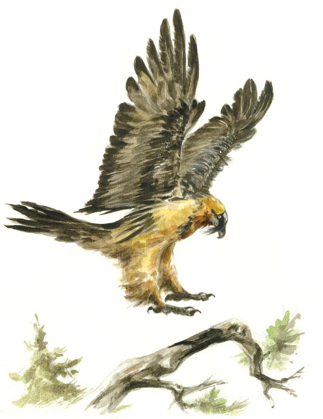 Gypaète barbu