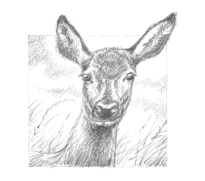 Portrait de biche