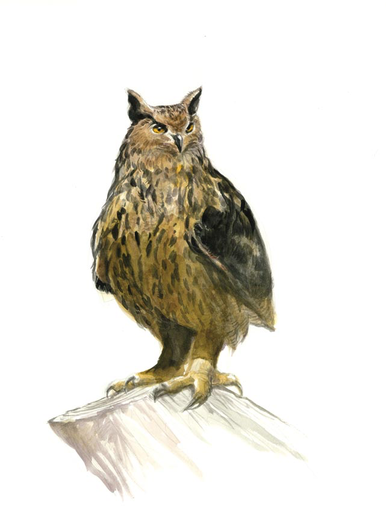 Hibou Grand Duc